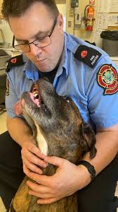 Winnipeg Fire Paramedic Service opens station doors for dogs from Winnipeg  Animal Services