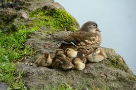 The mandarin ducks used to live in a balcony but now they are moving to a new habit which is at the riverside. China Daily On Twitter Onemoment These Adorable Mandarin Ducklings Are Having A Good Nap By Hangzhou S West Lake
