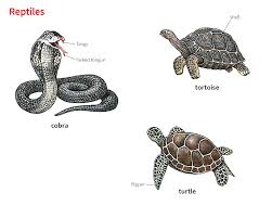 Tortoise Noun Definition Pictures Pronunciation And Usage Notes Oxford Advanced Learner S Dictionary At Oxfordlearnersdictionaries Com