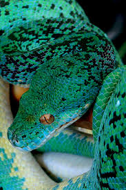 Sheslikeaghost Snake Beautiful Snakes Reptile Snakes