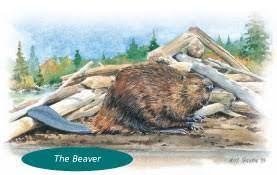 Maybe you would like to learn more about one of these? Official Symbols Of Canada Canada Ca