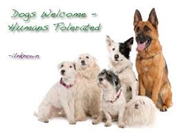 Pin By Alim Pet On Quote Of The Day Dogs Pets Cat Grooming
