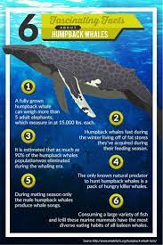 6 Fascinating Facts About Humpback Whales Whale Facts Humpback Whale Facts Fun Facts