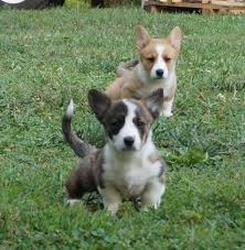 The corgi is a big dog in. Welsh Corgi Pets And Animals For Sale Tennessee