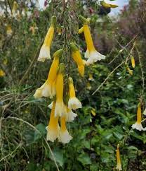 Image result for Cantua