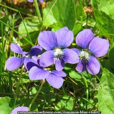 We did not find results for: Common Blue Violet Soothing Medicine Inside And Out
