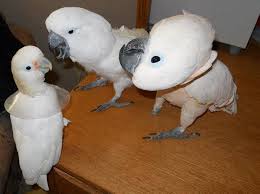 Cockatoos are very interesting for this, because they're very playful with objects, explained lead researcher dr alice auersperg, from the university of oxford and the university of vienna. Ù…Ø­ÙŠØ· Ø§Ù„ØªØ´Ø¨Ø« Ù…ØªØ¨Ø§Ø¯Ù„ Goffin Cockatoo Vs Umbrella Caallenblog Com