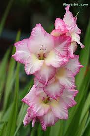 The August Birth Flower Is The Gladiolus This Flower Means Remembrance Generosity Sincerity And It August Birth Flower Birth Month Flowers Flower Meanings