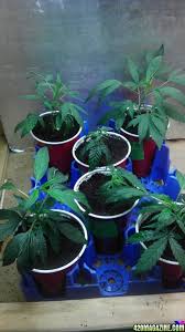 Check spelling or type a new query. Clones W Weird Leaves Cull 420 Magazine