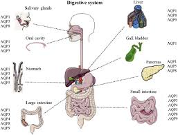 The Regulatory Roles Of Aquaporins In The Digestive System Sciencedirect