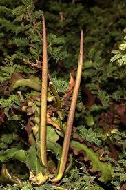 Image result for Ceropegia crassifolia