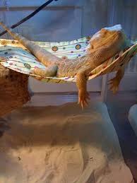 Bearded dragons will shed due to either growth or replacing damaged skin. Is It Friday Yet Bearded Dragon Habitat Bearded Dragon Funny Baby Bearded Dragon