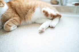 Initially the person may feel sick and look pale and unwell. Cystitis In Cats Battersea Dogs Cats Home