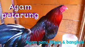 Sparing jenis ayam escolin vs ayam bari merupakan latihan tanding ayam.untuk melatih fisik,mental ayam #sparingayam. Ternak Ayam Peru Dan Ayam Filipin Kacuk Bangkok Youtube