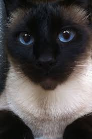 Siamese On Tumblr Beautiful Cats Cats Siamese Cats