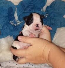 Boston terrier puppies available for sale near austin, tx, united states within 50 miles from top bre. Boston Terrier Puppies Rare Chocolates For Sale In Austin Texas Classified Americanlisted Com