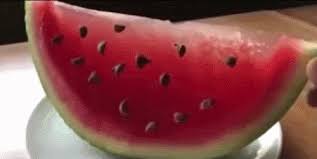 Which fruits are safe fo Watermelon And A Drawing Of Cats Eating A Watermelon Album On Imgur
