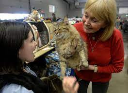 Pixie Bob Cat Breed Information Pictures Characteristics Facts