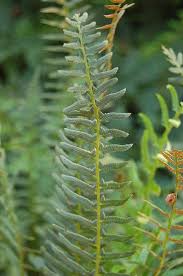 Image result for Polystichum