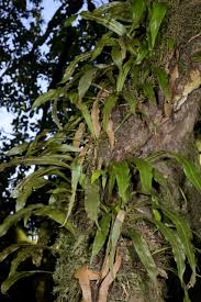 Image result for Loxogramme abyssinica