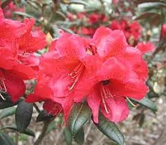 Plant Descriptions Hybrid Rhododendrons Rhododendron Plant Rhododendron Plants