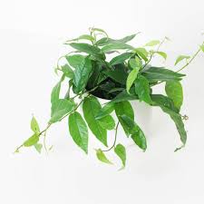 Image result for Fuirena sagittata