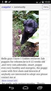 Join millions of people using oodle to find puppies for adoption, dog and puppy listings, and other pets adoption. Couple Says Man Is Selling Puppies Infected With Parvo In Tacoma Area Seattle Dogspot