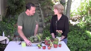 At phenomenal discounts, purchasing such stunning indoor succulent planter has never been so easy. Make A Succulent Dish Garden For Shade Or Indoors Youtube