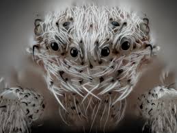 Find & download free graphic resources for insect crawling. Creepy Microscope Photos Of Bugs Creatures From Nikon Image Contest