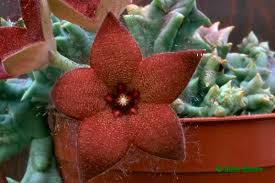 Image result for Orbea melanantha
