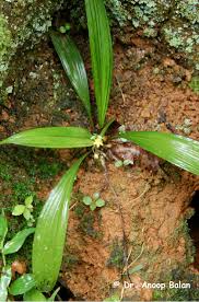 Image result for Curculigo