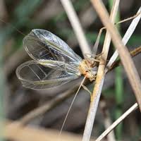 Image result for Ophrestia unicostata