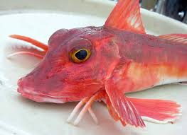 We did not find results for: Un Pesce Rosso La Gallinella Di Mare Parliamo Di Cucina