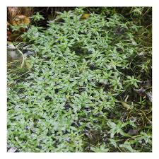 Image result for Callitriche