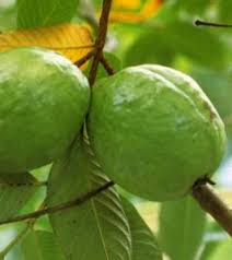 ฝร งประโยชน ต อส ขภาพ ทราบหร อไม ว าฝร ง 1 ข ด ม ว ตาม นซ ส งถ ง 180 ม ลล กร ม ว ตาม นซ ม บทบาทในการสร างคอลลาเจน ท ทำให ผ วพรรณบนใบห ผลไม ท บท ม ช ว ตชนบท