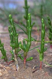 Image result for Salicornia perrieri