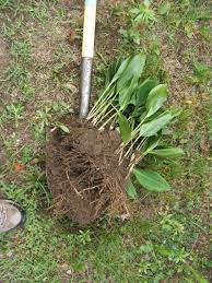 God S Growing Garden Lily Of The Valley