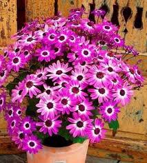 Image result for Pericallis hybrida