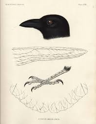 Birds Of North America Poster Framed Comman American Crow Corvus Americanus 1860 From The Birds Of North America By Spencer F Baird With John American Crow Antique Bird Illustration Crow Art