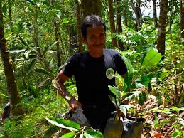 If you're planning on visiting with kids, read the easiest way to get to bukit lawang with kids. Planting Trees Sumatra Ecotourism Sumatra Ecotravel