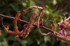 Image result for Desmodium intortum