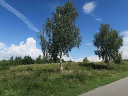 Travel guide resource for your visit to hateg. Federi MÄlÄesti Sau Cand Serpuirile Drumului Sunt Doar O FigurÄ De Stil Foto Glasul Hunedoarei
