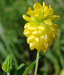 Image result for Trifolium wentzelianum
