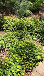 The green mums are on the larger of the two balls. Chrysogonum Virginianum Green And Gold North Carolina Extension Gardener Plant Toolbox