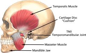 A slipped disc refers to an intervertebral disc of the spine that has lost its normal shape and/or consistency. Open Wide Or Can You A New Treatment For Jaw Clenchers And Teeth Grinders