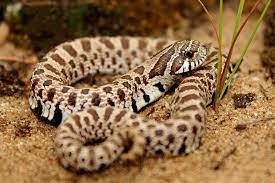 A Guide To Caring For Hognose Snakes As Pets Hognose Snake Western Hognose Snake Cute Reptiles