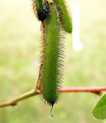 Image result for Indigofera hirsuta