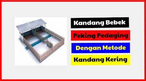 Kandang koloni banyak digunakan dalam budidaya unggas pedaging secara komersial. Kandang Bebek Peking Pedaging Dengan Metode Kandang Kering