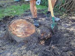 Baumstumpf Von Hand Entfernen Werkzeuge Und Tipps Garten Anpflanzen Wurzel Entfernen Baumwurzel