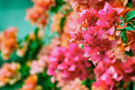 Check spelling or type a new query. Cara Jitu Agar Bunga Kertas Bisa Lebat Dan Beranak Pinak Simak Cara Stek Bunga Hias Cantik Ini Portal Jember